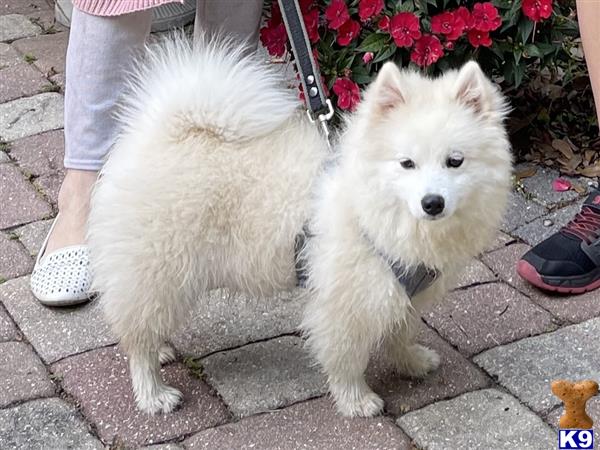 Pomeranian dog